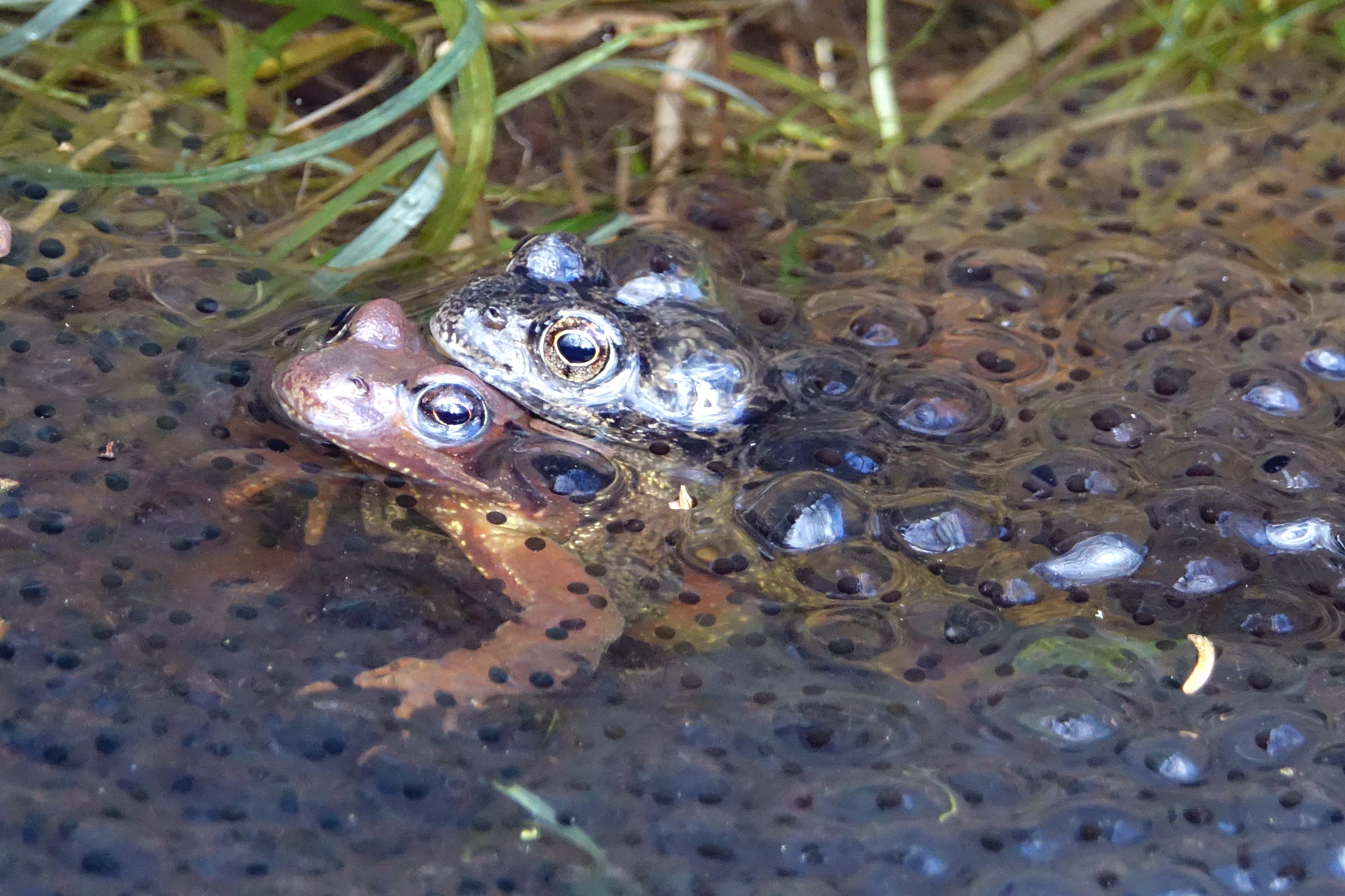Grasfrösche beim Laichen / Foto: HSK, Stefan Pieper