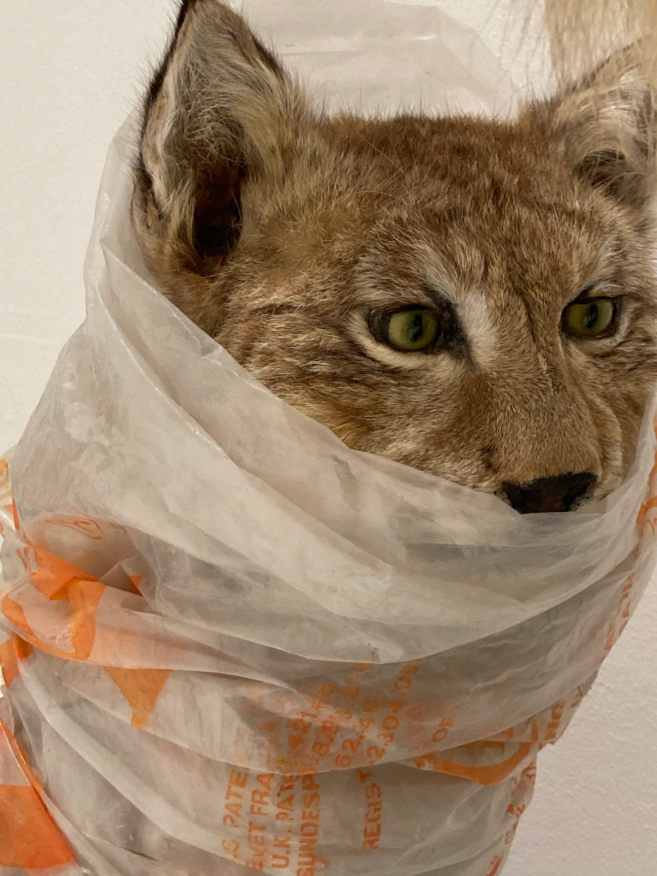 Beim Aufbau: Auch die Tiere für die Ausstellung sind ganz corona-konform! // Foto: Sauerland-Museum