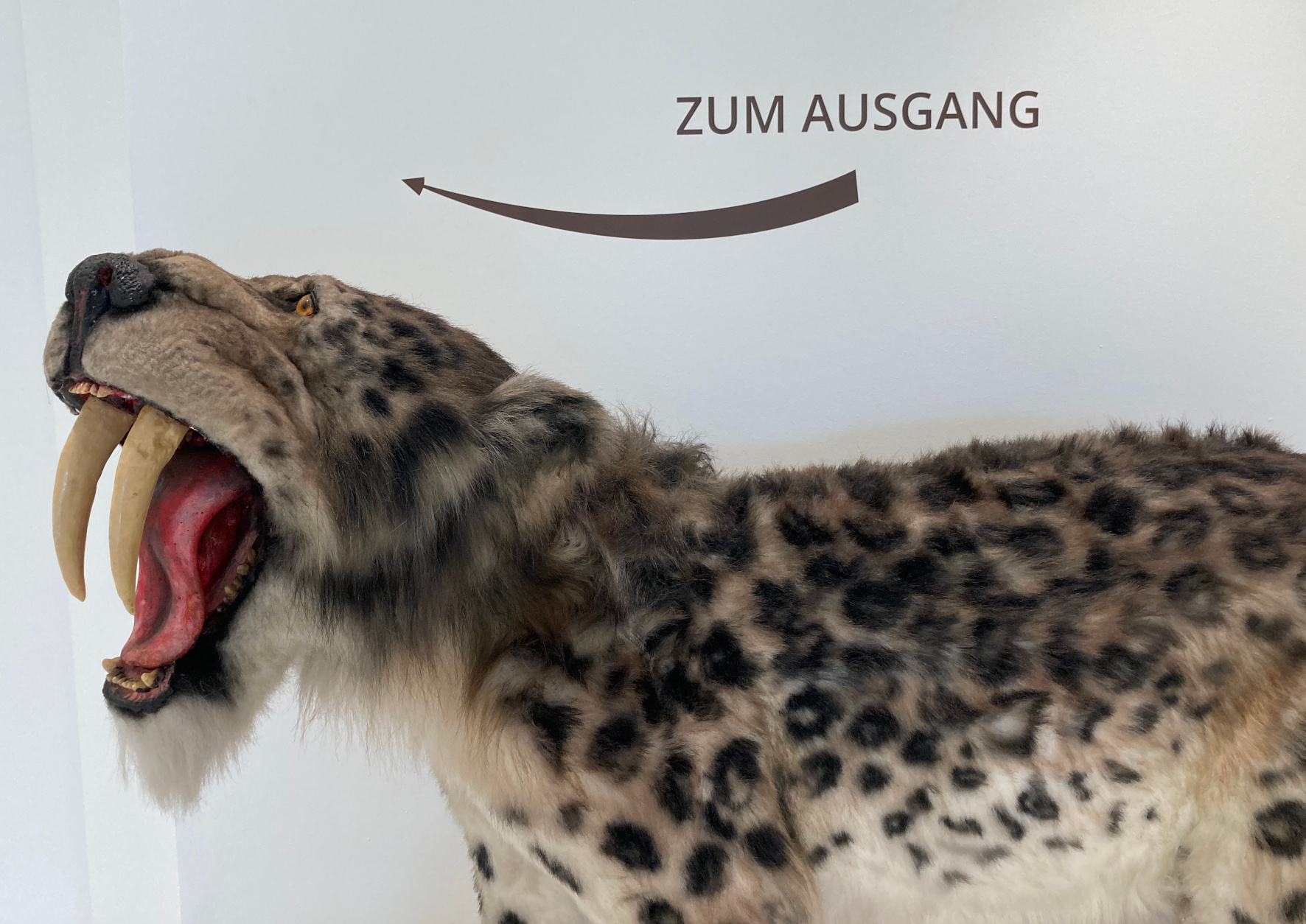 Muss vor die Tür: Der Säbelzahntiger hat nicht in unserer Region gelebt // Foto: Sauerland-Museum