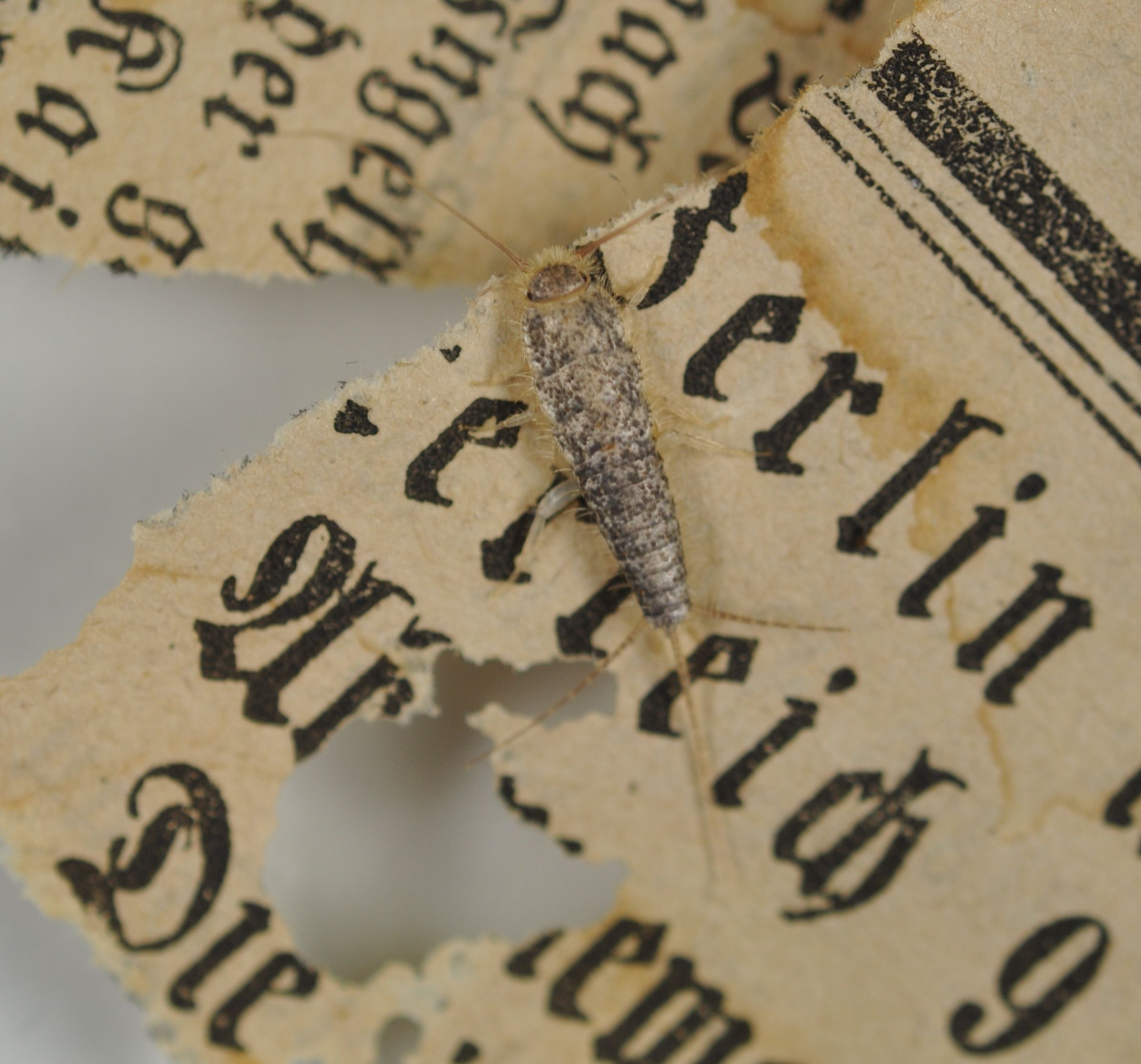 Papierfischchen greifen das schriftliche Kulturgut an. Durch eine regelmäßige Reinigung wird einem Befall vorgebeugt. Foto: Pressefoto LWL-Archivamt.