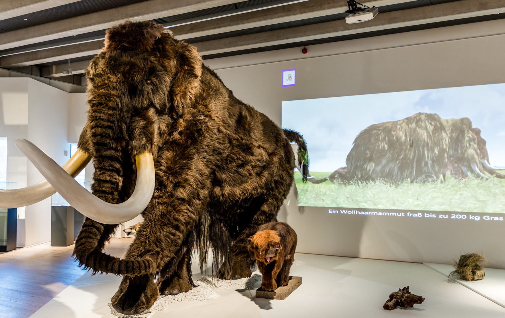 Wollhaarmammut mit Kalb // Foto: Kaleidoskop Design